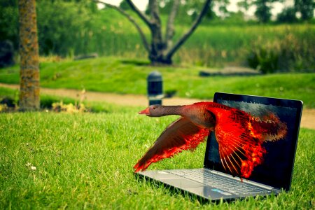 Composing fire red