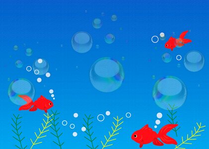 Bubbles goldfish koi fish