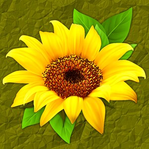 Sunflower background texture