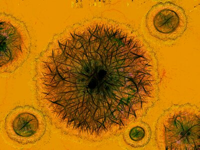 Cell microscopy clinic