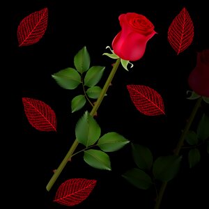 Red rose black background leaves