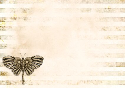 Butterfly background grunge