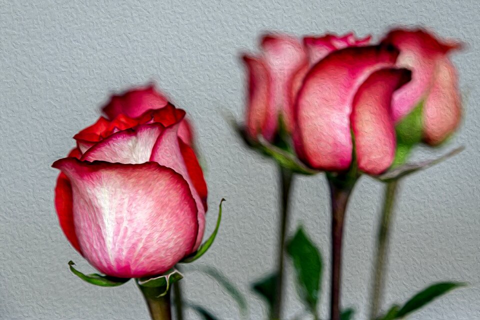Rose bloom red rose plant