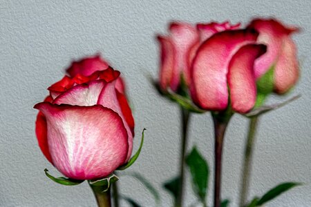 Rose bloom red rose plant