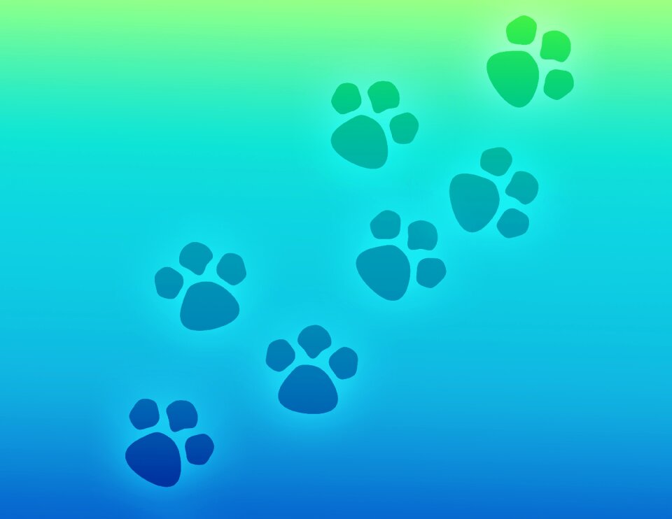 Pet dog animal