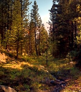 Nature forest landscape tree