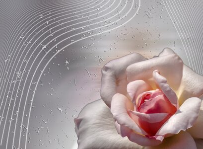 Plant bright petals