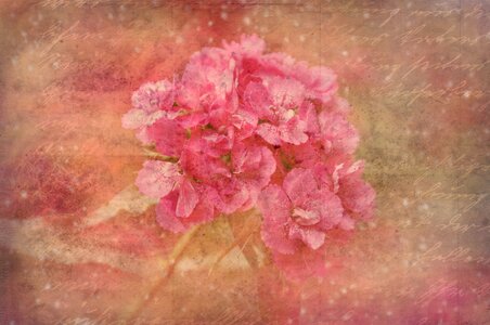 Tender flower font