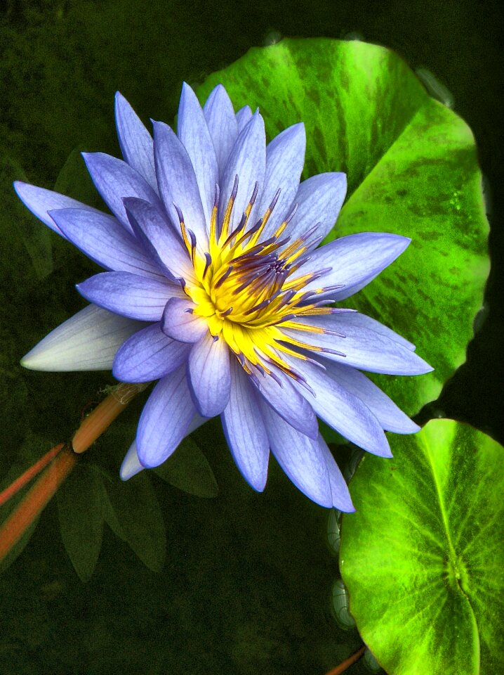 Nature plant lily