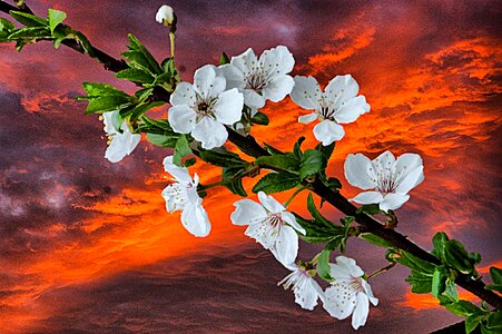 Photo art nature spring flowers