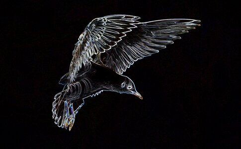Seevogel animal wing