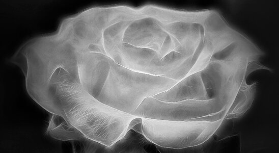 Rose bloom flower Free illustrations
