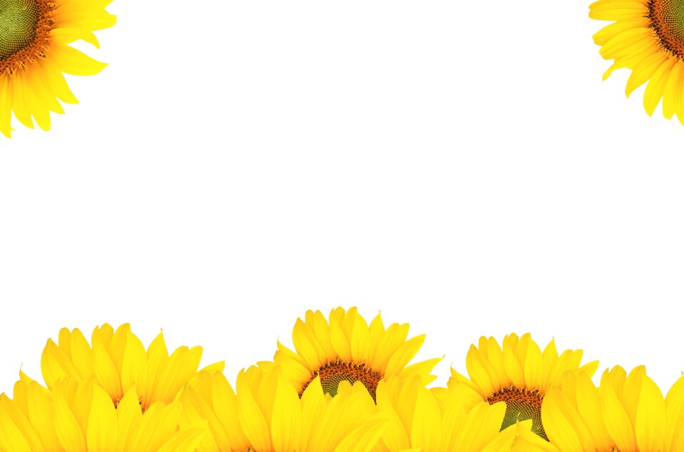 Background bright beautiful