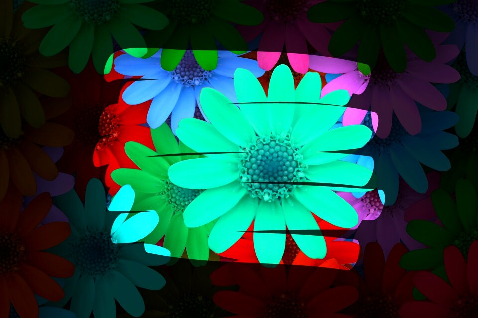 Flowers colorful Free illustrations