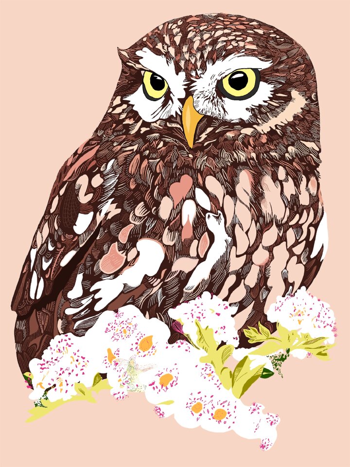 Flowers feathers Free illustrations