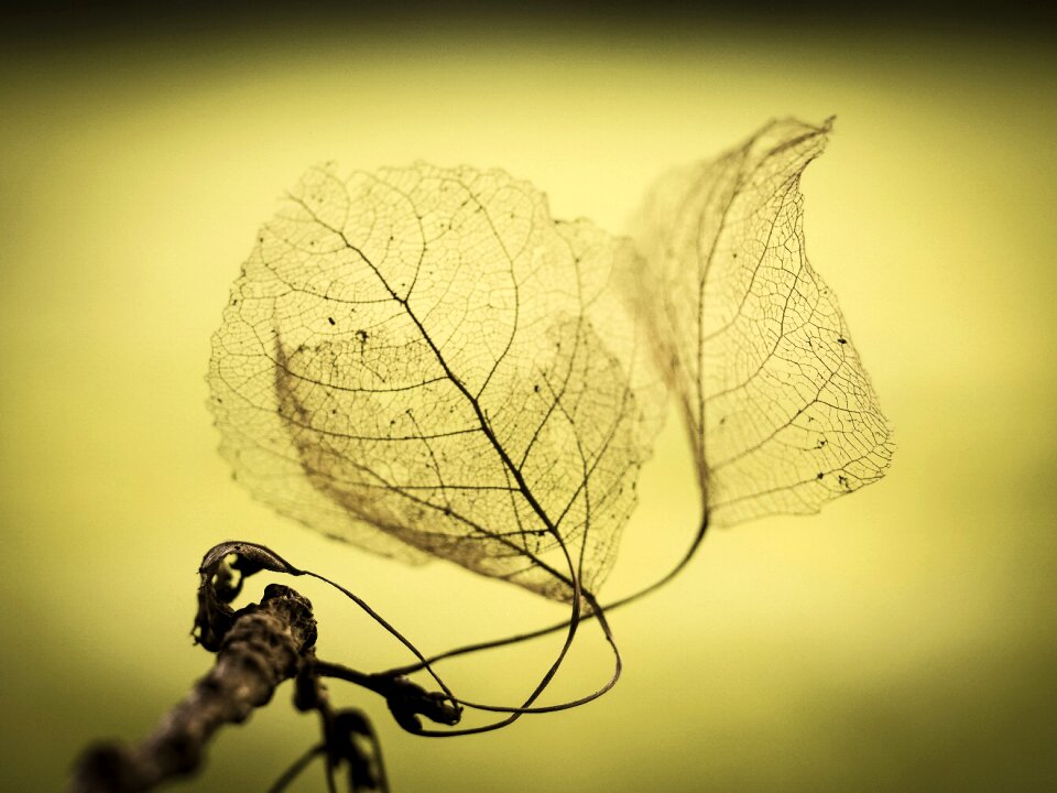 Plant withered forest