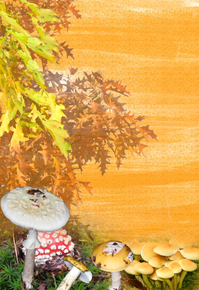 Autumn mushrooms leaves