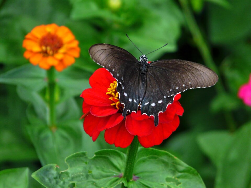 Nature spring floral