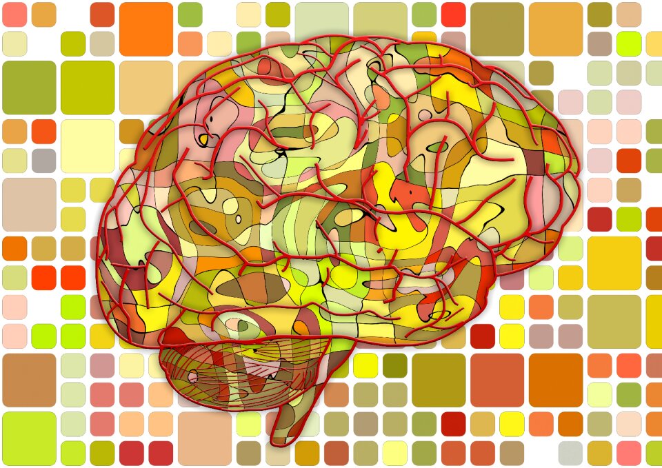 Cerebrum science anatomy