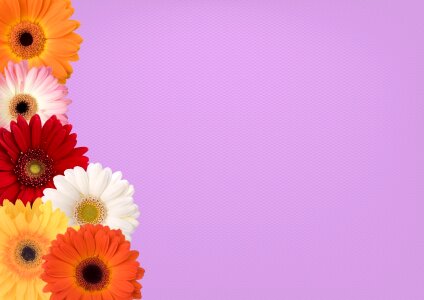 Rosa rose Free illustrations