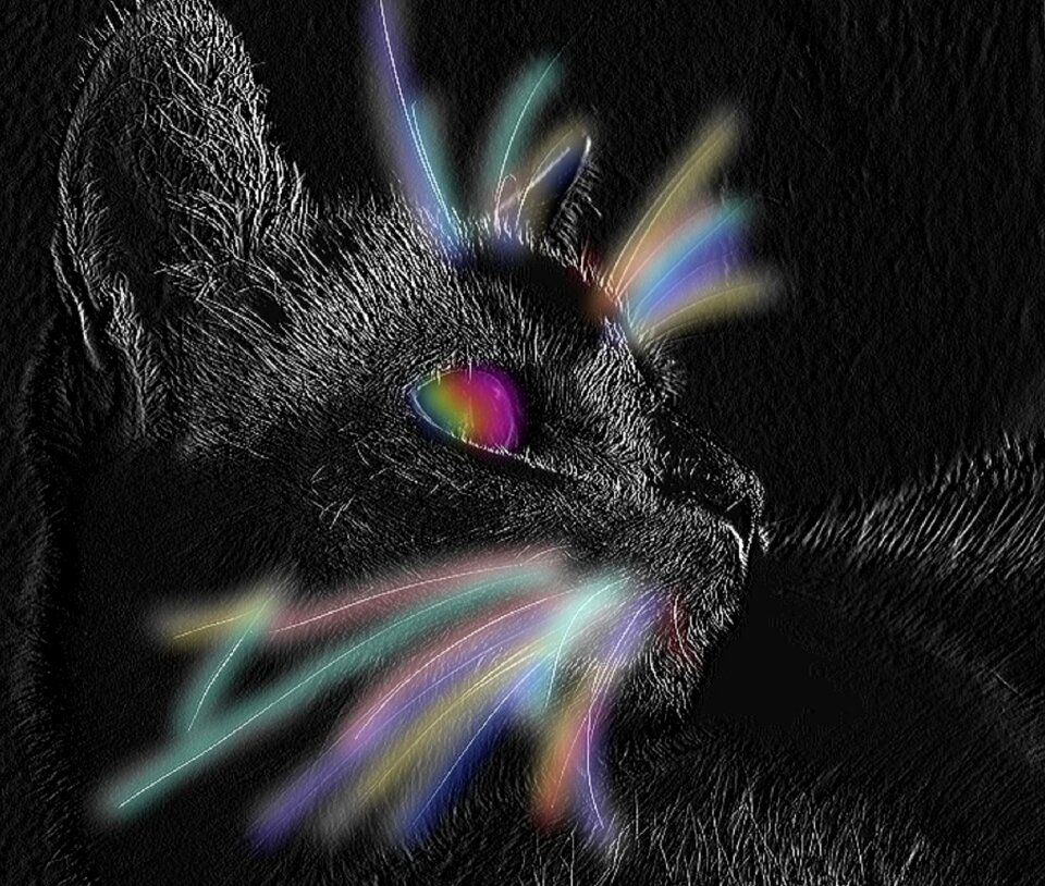 Cat mieze Free illustrations