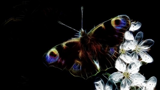 Butterfly insect close up