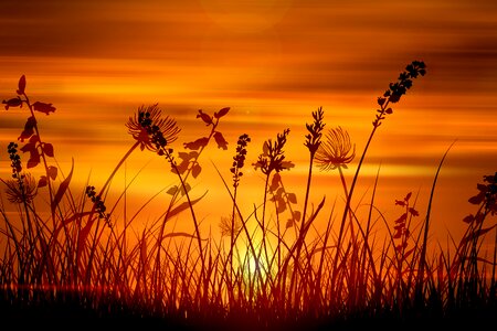 Halme sun background