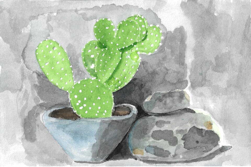Beaver-tail cactus rocks stone