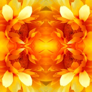 Flowers yellow Free illustrations