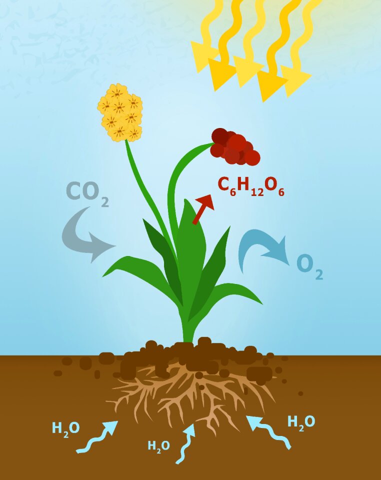 Cartoons the metabolism of plants photosynthetic assimilation of