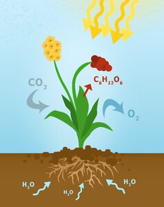 Cartoons the metabolism of plants photosynthetic assimilation of