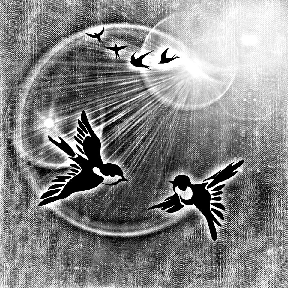 Pair sunshine black and white