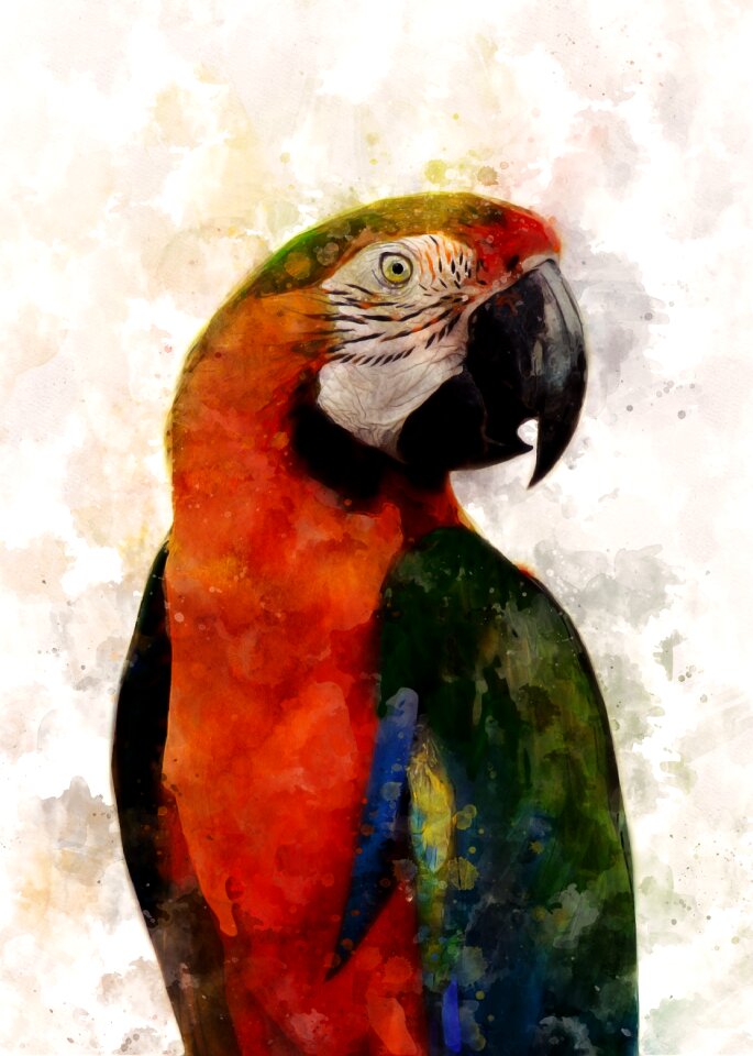 Colorful exotic feather