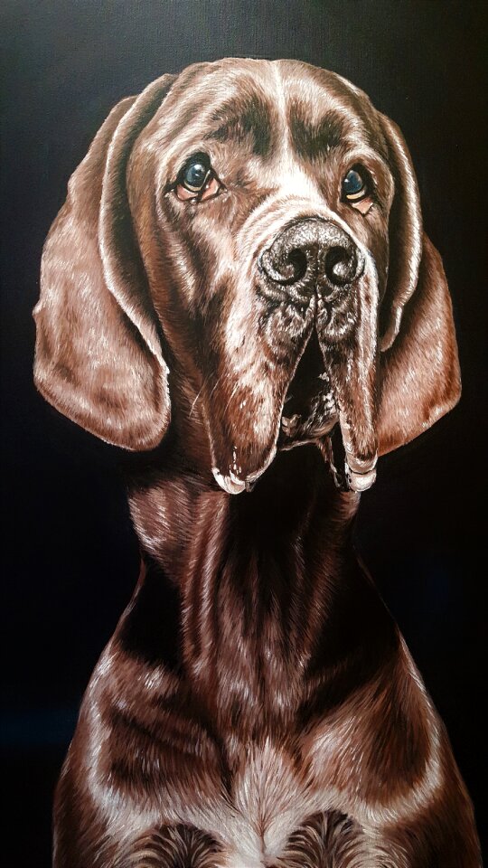 Dark portrait animal