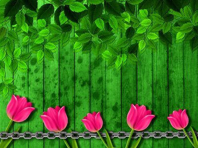 Tulips leaves wood