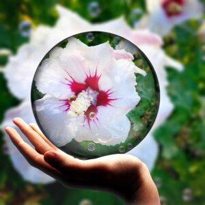 Bloom summer flower