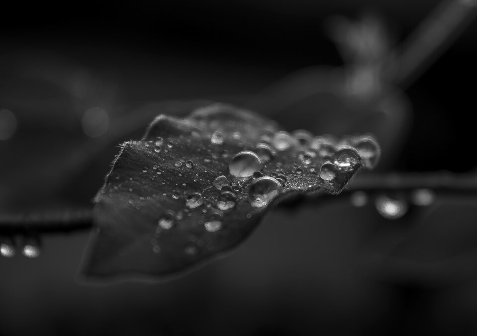 Nature rain Free illustrations
