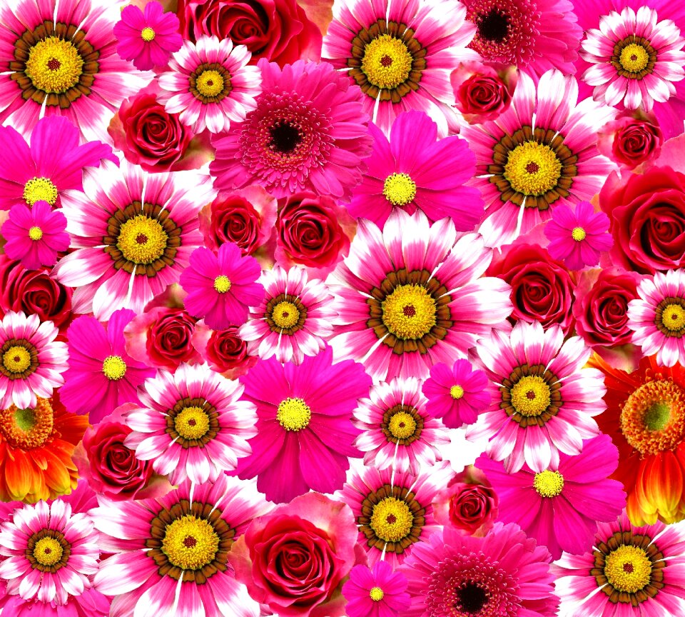 Red flower rose plant
