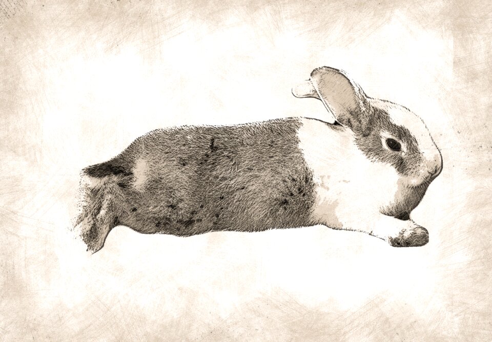 Rodent hare animal