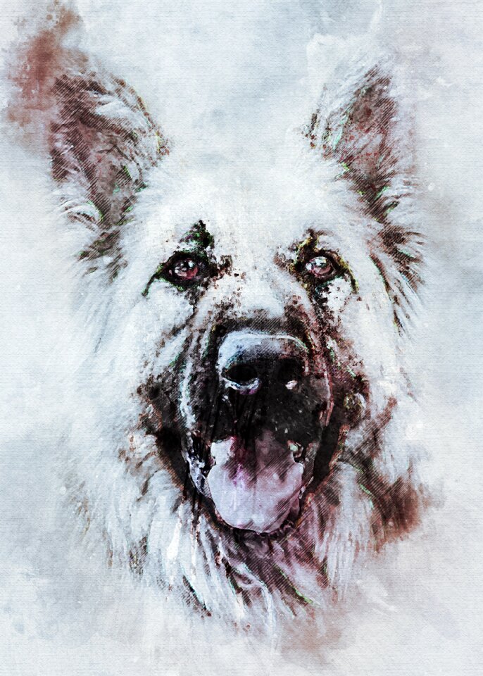 Look adult dog canine