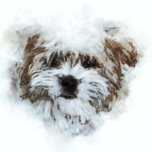 Small dog head animal