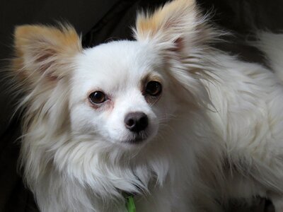 Hairy furry long-haired