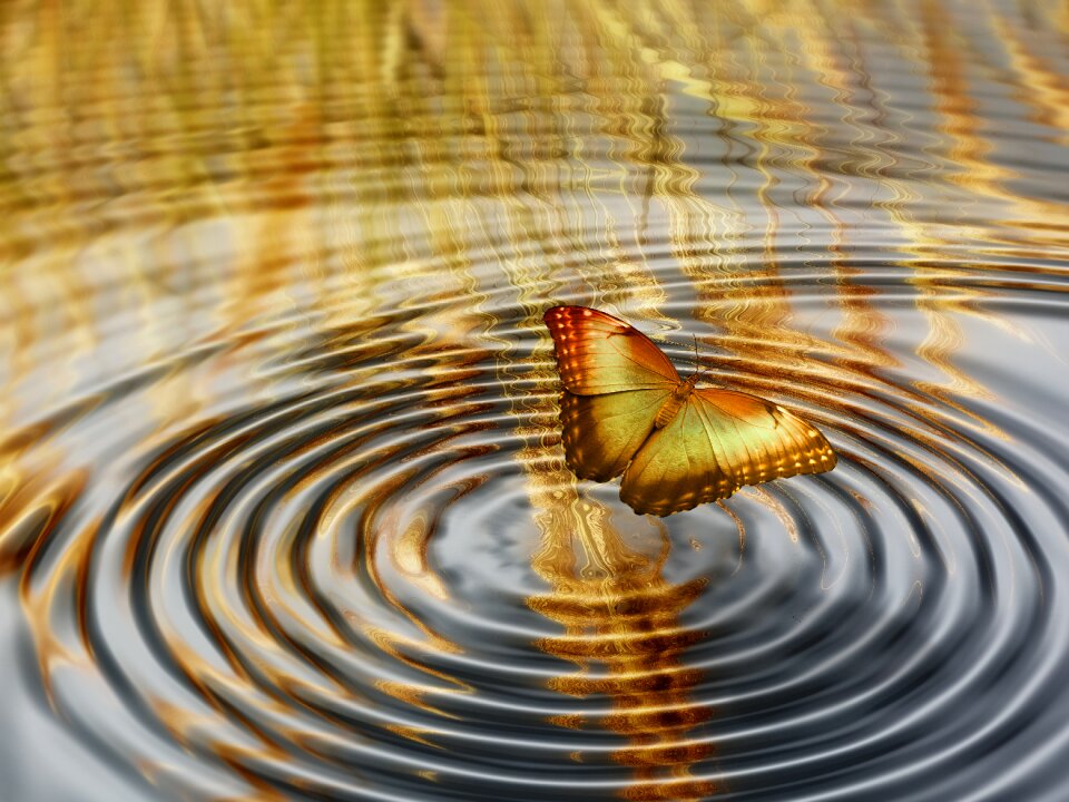Butterfly cornfield summer