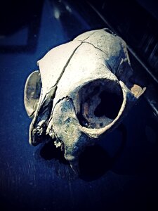 Evil death dead