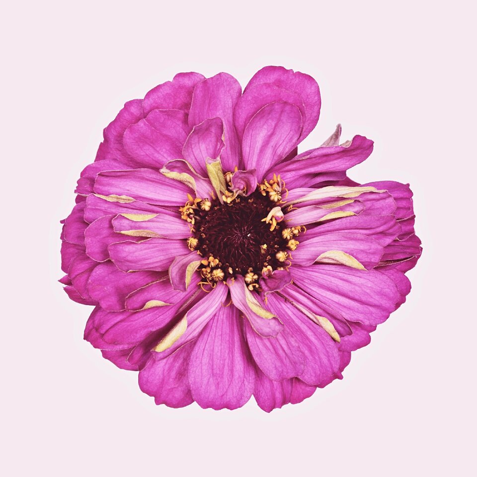 Flower pink nature