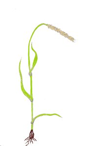Plant grain Free illustrations