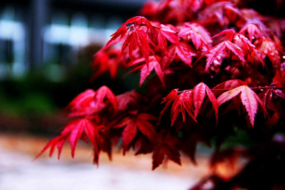 Autumn leaf wood