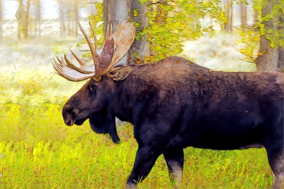 Animal mammal antler