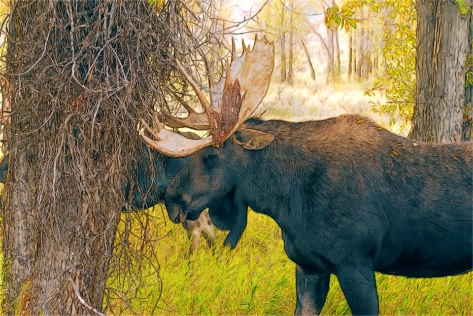 Elk animal mammal