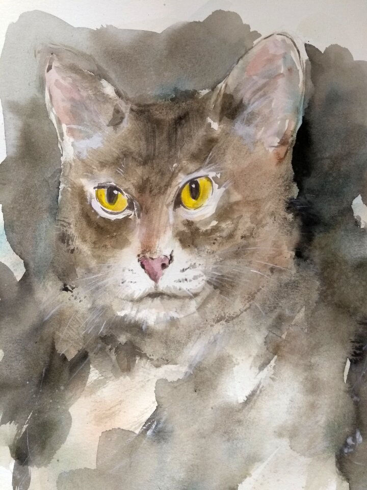 Portrait animal cute